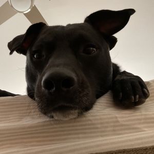 Meet your Posher, Jane